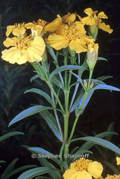 tagetes lucida graphic